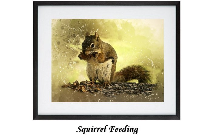 Squirrel Animal Mammal Wildlife Eating Sitting